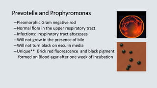 Prevotella and Prophyromonas
–Pleomorphic Gram negative rod
–Normal flora in the upper respiratory tract
–Infections: respiratory tract abscesses
–Will not grow in the presence of bile
–Will not turn black on esculin media
–Unique** Brick red fluorescence and black pigment
formed on Blood agar after one week of incubation
 