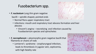 Fusobacterium spp.
• F. nucleatum Long thin gram negative
bacilli – spindle shaped, pointed ends
• Normal flora upper respiratory tract
• Infections: mouth and respiratory tract abscess formation and liver
abscess
• Vincent’s angina – necrotizing oral infection caused by
Fusobacterium species and spirochetes
• F. necrophorum – pleomorphic gram negative bacilli that
filaments or chains of rods
• Lemierre’s syndrome - oropharyngeal infection,
leads to thrombosis in jugular vein, septicemia,
with high fatality rate
 