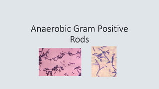 Anaerobic Gram Positive
Rods
 