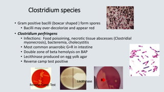 Clostridium species
• Gram positive bacilli (boxcar shaped ) form spores
• Bacilli may over-decolorize and appear red
• Clostridium perfringens
• Infections: Food poisoining, necrotic tissue abscesses (Clostridial
myonecrosis), bacteremia, cholecystitis
• Most common anaerobic G+R in intestine
• Double zone of beta hemolysis on BAP
• Lecithinase produced on egg yolk agar
• Reverse camp test positive
Lecithinase
Reverse Camp Test
 