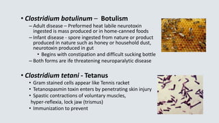 • Clostridium botulinum – Botulism
– Adult disease – Preformed heat labile neurotoxin
ingested is mass produced or in home-canned foods
– Infant disease - spore ingested from nature or product
produced in nature such as honey or household dust,
neurotoxin produced in gut
• Begins with constipation and difficult sucking bottle
– Both forms are ife threatening neuroparalytic disease
• Clostridium tetani - Tetanus
• Gram stained cells appear like Tennis racket
• Tetanospasmin toxin enters by penetrating skin injury
• Spastic contractions of voluntary muscles,
hyper-reflexia, lock jaw (trismus)
• Immunization to prevent
 