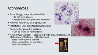 Actinomyces
• Branching gram positive bacilli –
• do not form spores
• Aerotolerant, but grow best anaerobic
• Normal flora oral, GI, vagina, skin
• Infections: usu. oral/facial (lumpy jaw)
• Form sulfur granules in tissue
• Can be found on normal tonsil
• Actinomyces israelii – associated with oral, thoracic, and
abdominal infections, IUD infections
Bread crumb colonies in broth
Molar tooth colony on agar plates
Penicillin susceptible.
 