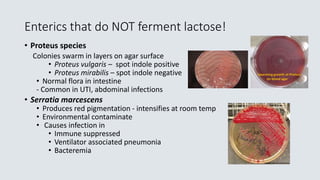 Enterics that do NOT ferment lactose!
• Proteus species
Colonies swarm in layers on agar surface
• Proteus vulgaris – spot...
