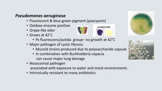 Pseudomonas aeruginosa
• Fluorescent & blue-green pigment (pyocyanin)
• Oxidase enzyme positive
• Grape-like odor
• Grows ...