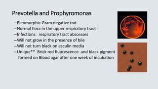 Prevotella and Prophyromonas
–Pleomorphic Gram negative rod
–Normal flora in the upper respiratory tract
–Infections: resp...