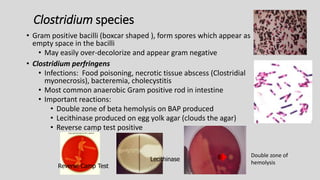 Clostridium species
• Gram positive bacilli (boxcar shaped ), form spores which appear as
empty space in the bacilli
• May easily over-decolorize and appear gram negative
• Clostridium perfringens
• Infections: Food poisoning, necrotic tissue abscess (Clostridial
myonecrosis), bacteremia, cholecystitis
• Most common anaerobic Gram positive rod in intestine
• Important reactions:
• Double zone of beta hemolysis on BAP produced
• Lecithinase produced on egg yolk agar (clouds the agar)
• Reverse camp test positive
Lecithinase
Reverse Camp Test
Double zone of
hemolysis
 