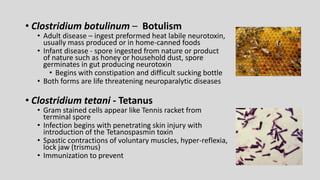 • Clostridium botulinum – Botulism
• Adult disease – ingest preformed heat labile neurotoxin,
usually mass produced or in home-canned foods
• Infant disease - spore ingested from nature or product
of nature such as honey or household dust, spore
germinates in gut producing neurotoxin
• Begins with constipation and difficult sucking bottle
• Both forms are life threatening neuroparalytic diseases
• Clostridium tetani - Tetanus
• Gram stained cells appear like Tennis racket from
terminal spore
• Infection begins with penetrating skin injury with
introduction of the Tetanospasmin toxin
• Spastic contractions of voluntary muscles, hyper-reflexia,
lock jaw (trismus)
• Immunization to prevent
 