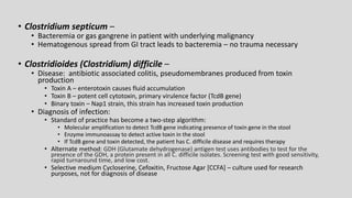 • Clostridium septicum –
• Bacteremia or gas gangrene in patient with underlying malignancy
• Hematogenous spread from GI tract leads to bacteremia – no trauma necessary
• Clostridioides (Clostridium) difficile –
• Disease: antibiotic associated colitis, pseudomembranes produced from toxin
production
• Toxin A – enterotoxin causes fluid accumulation
• Toxin B – potent cell cytotoxin, primary virulence factor (TcdB gene)
• Binary toxin – Nap1 strain, this strain has increased toxin production
• Diagnosis of infection:
• Standard of practice has become a two-step algorithm:
• Molecular amplification to detect TcdB gene indicating presence of toxin gene in the stool
• Enzyme immunoassay to detect active toxin in the stool
• If TcdB gene and toxin detected, the patient has C. difficile disease and requires therapy
• Alternate method: GDH (Glutamate dehydrogenase) antigen test uses antibodies to test for the
presence of the GDH, a protein present in all C. difficile isolates. Screening test with good sensitivity,
rapid turnaround time, and low cost.
• Selective medium Cycloserine, Cefoxitin, Fructose Agar [CCFA] – culture used for research
purposes, not for diagnosis of disease
 
