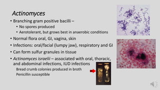 Actinomyces
• Branching gram positive bacilli –
• No spores produced
• Aerotolerant, but grows best in anaerobic conditions
• Normal flora oral, GI, vagina, skin
• Infections: oral/facial (lumpy jaw), respiratory and GI
• Can form sulfur granules in tissue
• Actinomyces israelii – associated with oral, thoracic,
and abdominal infections, IUD infections
Bread crumb colonies produced in broth
Penicillin susceptible
 