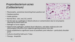 Propionibacterium acnes
(Cutibacterium)
• Pleomorphic, sometimes branching Gram positive rod
• Catalase positive
• Indole positive
• Normal flora - skin, oral, GU, and GI
• Can be seen as a pathogen in blood cultures or contamination due to not properly
cleaning the blood draw site
• Pathogen of acne vulgaris
• Opportunistic pathogen: cerebral shunt infections and other endovascular and
neurosurgical infections from organism gaining entrance from skin
• Firmly established as significant cause of prosthetic joint infection – particularly shoulder
joints
• Cultures should be held up to 7 days
• Therapy - Ampicillin
 