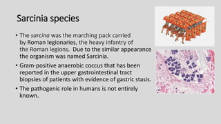 Sarcinia species
• The sarcina was the marching pack carried
by Roman legionaries, the heavy infantry of
the Roman legions. Due to the similar appearance
the organism was named Sarcinia.
• Gram-positive anaerobic coccus that has been
reported in the upper gastrointestinal tract
biopsies of patients with evidence of gastric stasis.
• The pathogenic role in humans is not entirely
known.
 