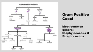 Gram Positive
Cocci
Most common
genera:
Staphylococcus &
Streptococcus
 