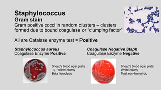 Staphylococcus
Gram stain
Gram positive cocci in random clusters – clusters
formed due to bound coagulase or “clumping factor”
All are Catalase enzyme test = Positive
Staphylococcus aureus Coagulase Negative Staph
Coagulase Enzyme Positive Coagulase Enzyme Negative
Sheep’s blood agar plate
+/- Yellow colony
Beta hemolysis
Sheep’s blood agar plate
White colony
Most non-hemolytic
 
