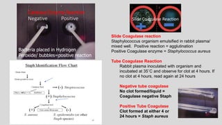 Catalase Enzyme Reaction
Negative Positive
Bacteria placed in Hydrogen
Peroxide/ bubbles=positive reaction
Slide Coagulase reaction
Staphylococcus organism emulsified in rabbit plasma/
mixed well. Positive reaction = agglutination
Positive Coagulase enzyme = Staphylococcus aureus
Tube Coagulase Reaction
Rabbit plasma inoculated with organism and
incubated at 35˚C and observe for clot at 4 hours. If
no clot at 4 hours, read again at 24 hours
Negative tube coagulase
No clot formed/liquid =
Coagulase negative Staph
Positive Tube Coagulase
Clot formed at either 4 or
24 hours = Staph aureus
Slide Coagulase Reaction
 