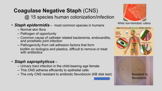 Coagulase Negative Staph (CNS)
@ 15 species human colonization/infection
• Staph epidermidis – most common species in humans
– Normal skin flora
– Pathogen of opportunity
– Common cause of catheter related bacteremia, endocarditis,
and prosthetic joint infection
– Pathogenicity from cell adhesion factors that form
biofilm on biologics and plastics, difficult to remove or treat
with antibiotics
• Staph saprophyticus –
– Urinary tract infection in the child-bearing age female
– This CNS adheres efficiently to epithelial cells
– The only CNS resistant to antibiotic Novobiocin (KB disk test)
White non-hemolytic colony
Resistant to
Novobiocin
 