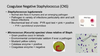 • Staphylococcus lugdunensis
• Normal skin flora in humans and an emerging pathogen
• Pathogen in variety of infections particularly skin and soft
tissue infections
• Biochemical test of note: PYR spot test = pink = positive
• PYR = pyrolidonyl arylamidase
• Micrococcus (Kocuria) species/ close relative of Staph
• Gram positive cocci in tetrads
• Environmental contaminate/ seldom if ever a pathogen
• Mustard yellow colony
• Catalase enzyme = positive
• Coagulase enzyme = negative
Neg Pos
PYR Test
Coagulase Negative Staphylococcus (CNS)
 