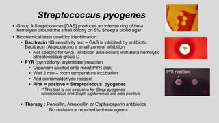 Streptococcus pyogenes
• Group A Streptococcus [GAS] produces an intense ring of beta
hemolysis around the small colony on 5% Sheep’s blood agar
• Biochemical tests used for identification:
• Bacitracin KB sensitivity test – GAS is inhibited by antibiotic
Bacitracin (A) producing a small zone of inhibition
• Not specific for GAS, inhibition also occurs with Beta hemolytic
Streptococcus group C
• PYR (pyrrolidonyl arylmidase) reaction
• Organism spotted onto moist PYR disk
• Wait 2 min – room temperature incubation
• Add cinnamaldehyde reagent
• Pink = positive = Streptococcus pyogenes
• **This test is not exclusive for Strep pyogenes –
Enterococcus and Staph lugdunensis are also positive
• Therapy : Penicillin, Amoxicillin or Cephalosporin antibiotics
No resistance reported to these agents
PYR reaction
+ --
 