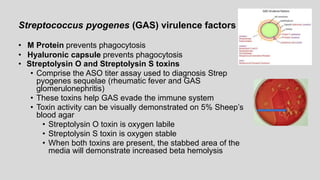• Streptolysin O and Streptolysin S toxins
• Comprise the ASO titer assay used to diagnosis Strep
pyogenes sequelae (rheumatic fever and GAS
glomerulonephritis)
• These toxins help GAS evade the immune system
• Toxin activity can be visually demonstrated on 5% Sheep’s
blood agar
• Streptolysin O toxin is oxygen labile
• Streptolysin S toxin is oxygen stable
• When both toxins are present, the stabbed area of the
media will demonstrate increased beta hemolysis
Streptococcus pyogenes (GAS) virulence factors
• M Protein prevents phagocytosis
• Hyaluronic capsule prevents phagocytosis
 