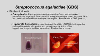 Streptococcus agalactiae (GBS)
• Biochemical tests:
– Camp test – Staph aureus strain that contains Camp factor streaked
perpendicular to group B Strep on a 5% sheep’s blood agar plate, Incubate 24 hr.
and view for intensified arrow shaped hemolysis. Positive test = GBS (see pix)
– Hippurate hydrolysis – used to detect the ability of GBS to hydrolyze the
chemical hippurate into glycine and benzoic acid by action of the
hippuricase enzyme – 4 hour incubation. Positive test = purple
pos
Staph aureus
Strep group B
Camp Test
Hippurate Hydrolysis
Increased area of
hemolysis
 