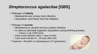 Streptococcus agalactiae [GBS]
• Pathogen of elderly
• Bacteremia and urinary tract infection,
• Acquisition most likely from the intestine
• Pathogen of neonate
• Bacteremia or central nervous system infection
• In utero or perinatal organism acquisition during birthing process,
• Infection in @ 1/2000 births
• Early onset infection within 7 days of birth
• Late onset infection 8 – 28 days after birth
• Treatment: Penicillin or Cephalosporin (3rd generation)
 