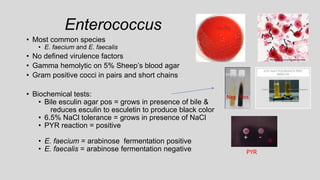 • Most common species
• E. faecium and E. faecalis
• No defined virulence factors
• Gamma hemolytic on 5% Sheep’s blood agar
• Gram positive cocci in pairs and short chains
• Biochemical tests:
• Bile esculin agar pos = grows in presence of bile &
reduces esculin to esculetin to produce black color
• 6.5% NaCl tolerance = grows in presence of NaCl
• PYR reaction = positive
• E. faecium = arabinose fermentation positive
• E. faecalis = arabinose fermentation negative
Enterococcus
+ -
PYR
Neg Pos
 