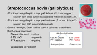 Streptococcus bovis (gallolyticus)
• Streptococcus gallolyticus ssp. gallolyticus (S. bovis biotype 1)
Isolation from blood culture is associated with colon cancer (73%)
• Streptococcus gallolyticus ssp. pasteurianus (S. bovis biotype 2)
Isolation from CSF in neonatal meningitis
• Gamma hemolytic, Gram positive cocci in pairs and short chains
• Biochemical reactions:
Bile esculin slant positive
6.5% NaCl no growth
PYR reaction negative
Susceptible to Penicillin
Bile Esculin Positive
6.5% No Growth 6.5% Growth
PYR Negative PYR Positive
Strep gallolyticus Enterococcus
 
