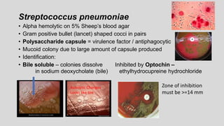 Streptococcus pneumoniae
• Alpha hemolytic on 5% Sheep’s blood agar
• Gram positive bullet (lancet) shaped cocci in pairs
• Polysaccharide capsule = virulence factor / antiphagocytic
• Mucoid colony due to large amount of capsule produced
• Identification:
• Bile soluble – colonies dissolve Inhibited by Optochin –
in sodium deoxycholate (bile) ethylhydrocupreine hydrochloride
Zone of inhibition
must be >=14 mm
Autolytic Changes
Looks like tire
 