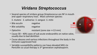 Viridans Streptococcus
• Several species of viridans group Streptococcus are NF in mouth
and upper respiratory tract. Most common species:
S. mutans S. salivarius S. sanguis S. mitis
• Bile esculin negative
• Bile solubility negative
• Optochin resistant (zone size <=13 mm)
• Cause 30 – 40% cases of sub acute endocarditis on native valve,
usually due to bad dentition
• Cause abscess and various infections throughout the body in the
immune suppressed host
• Variable susceptibility patterns can have elevated MICs to
Penicillin so usual therapy is 3rd generation cephalosporin.
Streptococcus
pneumoniae
Viridans
Streptococcus
 