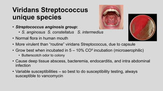 Viridans Streptococcus
unique species
• Streptococcus anginosis group:
• S. anginosus S. constellatus S. intermedius
• Normal flora in human mouth
• More virulent than “routine” viridans Streptococcus, due to capsule
• Grow best when incubated in 5 – 10% CO² incubation (microaerophilic)
• Butterscotch odor to colony
• Cause deep tissue abscess, bacteremia, endocarditis, and intra abdominal
infection
• Variable susceptibilities – so best to do susceptibility testing, always
susceptible to vancomycin
 