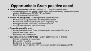 Opportunistic Gram positive cocci
• Aerococcus ureae – Gram positive cocci in pairs and clusters
• Alpha hemolytic on 5% Sheep’s blood agar , difficult to identify, often confused with
viridans Streptococcus, MALDI-TOF can assist
• Emerging urinary tract pathogen
• Rothia mucilaginosa – Gram positive cocco-baccilli
• Neutropenia and gut problems predispose to infection
• Normal flora in the oral cavity and upper respiratory tract
• Pathogen in dental caries and periodontal disease
• Can cause bacteremia with endocarditis
• Gemella morbillorum–
• Easily over decolorized, Gram positive in pairs – requires CO2 to grow
• Normal flora in oral cavity
• Bacteremia with endocarditis
• Leuconostoc mesenteroides– Gram positive cocci in chains
• Intrinsic resistance to vancomycin
• Bile esculin = negative
• Bacteremia in immune suppressed
• Watch out! Do not confuse with vancomycin resistant enterococcus (VRE)
 