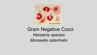 Gram Negative Cocci
Neisseria species
Moraxella catarrhalis
 