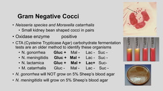 Gram Negative Cocci
• Neisseria species and Moraxella catarrhalis
• Small kidney bean shaped cocci in pairs
• Oxidase enzyme positive
• CTA (Cysteine Trypticase Agar) carbohydrate fermentation
tests are an older method to identify these organisms
• N. gonorrhea Gluc + Mal - Lac - Suc -
• N. meningitidis Gluc + Mal + Lac - Suc -
• N. lactamica Gluc + Mal + Lac+ Suc-
• M. catarrhalis Gluc - Mal - Lac - Suc -
• N. gonorrhea will NOT grow on 5% Sheep’s blood agar
• N. meningitidis will grow on 5% Sheep’s blood agar
 