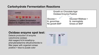 Carbohydrate Fermentation Reactions
Compare (+) yellow fermentation
reaction to negative (red) control well
+
Oxidase enzyme spot test:
Detects production of enzyme
cytochrome oxidase
Add reagent N,N trimethyl-p-
phenylenediamine dihydrochloride to
filter paper with organism smear
positive = blue to purple color
control
Growth on Chocolate Agar
Oxidase Enzyme Positive
Glucose + Glucose+/Maltose +
N. gonorrhea N. meningitidis
No growth BAP Grows on BAP
 