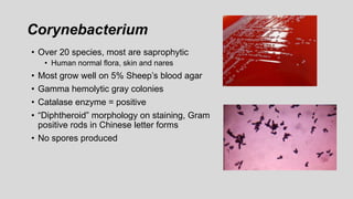 Corynebacterium
• Over 20 species, most are saprophytic
• Human normal flora, skin and nares
• Most grow well on 5% Sheep’s blood agar
• Gamma hemolytic gray colonies
• Catalase enzyme = positive
• “Diphtheroid” morphology on staining, Gram
positive rods in Chinese letter forms
• No spores produced
 