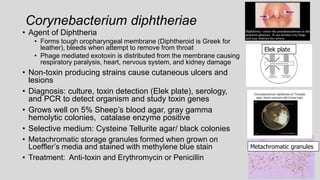 Corynebacterium diphtheriae
• Agent of Diphtheria
• Forms tough oropharyngeal membrane (Diphtheroid is Greek for
leather), bleeds when attempt to remove from throat
• Phage mediated exotoxin is distributed from the membrane causing
respiratory paralysis, heart, nervous system, and kidney damage
• Non-toxin producing strains cause cutaneous ulcers and
lesions
• Diagnosis: culture, toxin detection (Elek plate), serology,
and PCR to detect organism and study toxin genes
• Grows well on 5% Sheep’s blood agar, gray gamma
hemolytic colonies, catalase enzyme positive
• Selective medium: Cysteine Tellurite agar/ black colonies
• Metachromatic storage granules formed when grown on
Loeffler’s media and stained with methylene blue stain
• Treatment: Anti-toxin and Erythromycin or Penicillin
Elek plate
Metachromatic granules
 
