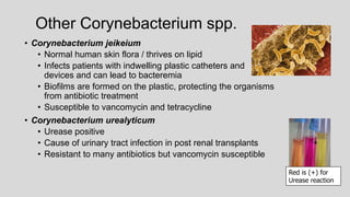 Other Corynebacterium spp.
• Corynebacterium jeikeium
• Normal human skin flora / thrives on lipid
• Infects patients with indwelling plastic catheters and
devices and can lead to bacteremia
• Biofilms are formed on the plastic, protecting the organisms
from antibiotic treatment
• Susceptible to vancomycin and tetracycline
• Corynebacterium urealyticum
• Urease positive
• Cause of urinary tract infection in post renal transplants
• Resistant to many antibiotics but vancomycin susceptible
Red is (+) for
Urease reaction
+
 
