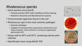 Rhodococcus species
• Gram positive cocco-bacilli
• Partially acid fast (PAF) with modified acid-fast staining
• Related to Nocardia and Mycobacterium species
• Environmental organisms found in the soil
• Rhodococcus equi is the most common pathogen
• Zoonotic pathogen
• Capable of causing human pneumonia, bacteremia and
tissue invasion, more common in immune suppressed,
particularly HIV
• Grows well at 30*C and 35*C. producing salmon-pink
colonies.
• Identification best using MALDI-TOF
 