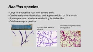 Bacillus species
• Large Gram positive rods with square ends
• Can be easily over-decolorized and appear reddish on Gram stain
• Spores produced which cause clearing in the bacillus
• Catalase enzyme positive
Spores/ clear areas in
bacillus
Variable staining / not clearly
Gram positive
 