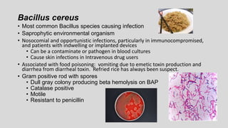 Bacillus cereus
• Most common Bacillus species causing infection
• Saprophytic environmental organism
• Nosocomial and opportunistic infections, particularly in immunocompromised,
and patients with indwelling or implanted devices
• Can be a contaminate or pathogen in blood cultures
• Cause skin infections in Intravenous drug users
• Associated with food poisoning: vomiting due to emetic toxin production and
diarrhea from diarrheal toxin. Refried rice has always been suspect.
• Gram positive rod with spores
• Dull gray colony producing beta hemolysis on BAP
• Catalase positive
• Motile
• Resistant to penicillin
 