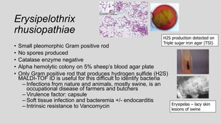 Erysipelothrix
rhusiopathiae
• Small pleomorphic Gram positive rod
• No spores produced
• Catalase enzyme negative
• Alpha hemolytic colony on 5% sheep’s blood agar plate
• Only Gram positive rod that produces hydrogen sulfide (H2S)
MALDI-TOF ID is useful for this difficult to identify bacteria
– Infections from nature and animals, mostly swine, is an
occupational disease of farmers and butchers
– Virulence factor: capsule
– Soft tissue infection and bacteremia +/- endocarditis
– Intrinsic resistance to Vancomycin
H2S production detected on
Triple sugar iron agar (TSI)
Erysipelas – lacy skin
lesions of swine
 