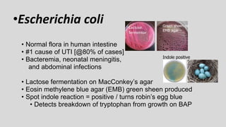 •Escherichia coli
• Normal flora in human intestine
• #1 cause of UTI [@80% of cases]
• Bacteremia, neonatal meningitis,
and abdominal infections
• Lactose fermentation on MacConkey’s agar
• Eosin methylene blue agar (EMB) green sheen produced
• Spot indole reaction = positive / turns robin’s egg blue
• Detects breakdown of tryptophan from growth on BAP
Green sheen on
EMB agar
Indole positive
Lactose
fermentor
 