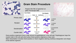 Gram Stain Procedure
1 minute
Rinse
Primary stain
Mordant 1 minute
Rinse
5-10 seconds
Rinse
Decolorization
Counter stain
1 minute
Rinse
Gram-positive organisms have a high amount of peptidoglycan in the cell wall. Peptidoglycan traps the
crystal violet in the cell wall which gives Gram-positive organisms a blue color.
Slide interpretation includes Gram-positive or Gram-negative staining (red/blue) designation and shape
of the stained organism.
Prepare thin film of specimen on
glass microscope slide
Heat or methanol
 