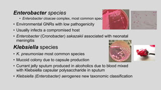Enterobacter species
• Enterobacter cloacae complex, most common species
• Environmental GNRs with low pathogenicity
• Usually infects a compromised host
• Enterobacter (Cronobacter) sakazakii associated with neonatal
meningitis
Klebsiella species
• K. pneumoniae most common species
• Mucoid colony due to capsule production
• Currant jelly sputum produced in alcoholics due to blood mixed
with Klebsiella capsular polysaccharide in sputum
• Klebsiella (Enterobacter) aerogenes new taxonomic classification
 