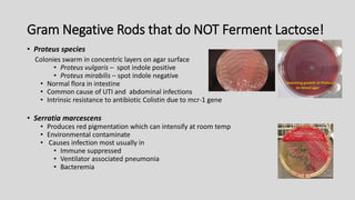Gram Negative Rods that do NOT Ferment Lactose!
• Proteus species
Colonies swarm in concentric layers on agar surface
• Proteus vulgaris – spot indole positive
• Proteus mirabilis – spot indole negative
• Normal flora in intestine
• Common cause of UTI and abdominal infections
• Intrinsic resistance to antibiotic Colistin due to mcr-1 gene
• Serratia marcescens
• Produces red pigmentation which can intensify at room temp
• Environmental contaminate
• Causes infection most usually in
• Immune suppressed
• Ventilator associated pneumonia
• Bacteremia
 