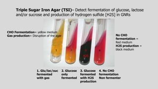 1. Glu/lac/suc
fermented
with gas
2. Glucose
only
fermented
3. Glucose
fermented
with H2S
production
4. No CHO
fermentation
Non fermenter
Triple Sugar Iron Agar (TSI)– Detect fermentation of glucose, lactose
and/or sucrose and production of hydrogen sulfide [H2S] in GNRs
CHO Fermentation= yellow medium
Gas production= Disruption of the agar
H2S
No CHO
fermentation =
Red medium
H2S production =
black medium
1 2 3 4
 