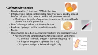 • Salmonella species
• Diarrhea with +/- fever and PMNs in the stool
• Infection from eating contaminated food (raw eggs, poultry, ground
beef or dairy) or direct contact with a sick person or animal
– Must ingest large #’s of organisms to make you ill, normal levels
of stomach acid is protective
• MacConkey agar - does not ferment lactose
• Produces hydrogen sulfide on selective media
• Motile
• Identification based on biochemical reactions and serologic typing
• Kaufman White serologic typing for speciation of Salmonella
• O Somatic (cell wall) antigen – Salmonella group “B”
• H flagellar antigens – 2 phases [h1 & h2]
• Vi capsular antigen – Salmonella typhi only
 