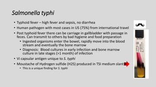 Salmonella typhi
• Typhoid fever – high fever and sepsis, no diarrhea
• Human pathogen with most cases in US (75%) from international travel
• Post typhoid fever there can be carriage in gallbladder with passage in
feces. Can transmit to others by bad hygiene and food preparation
• Ingested organisms enter the bowel, rapidly move into the blood
stream and eventually the bone marrow
• Diagnosis: Blood cultures in early infection and bone marrow
culture in late stages (>1 month) of infection
• Vi capsular antigen unique to S. typhi
• Moustache of Hydrogen sulfide (H2S) produced in TSI medium slant
• This is a unique finding for S. typhi
 