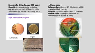 Salmonella Shigella Agar (SS agar)
Shigella are colorless due to lactose
not being fermented. H2S produced by
Salmonella spp turning the colony black
Hektoen agar –
Salmonella produces H2S [Hydrogen sulfide]
producing black colonies
Shigella – green colonies, no H2S produced
Normal flora – orange colored due to
fermentation of lactose (E. coli)
Non-Lactose fermenter
Shigella
Salmonella
Normal Flora
Lactose fermented
H2S
Salmonella
Shigella
Salmonella
 