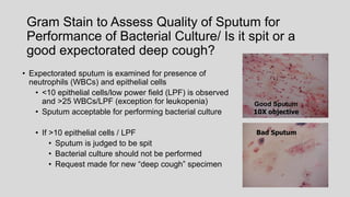 Gram Stain to Assess Quality of Sputum for
Performance of Bacterial Culture/ Is it spit or a
good expectorated deep cough?
• Expectorated sputum is examined for presence of
neutrophils (WBCs) and epithelial cells
• <10 epithelial cells/low power field (LPF) is observed
and >25 WBCs/LPF (exception for leukopenia)
• Sputum acceptable for performing bacterial culture
• If >10 epithelial cells / LPF
• Sputum is judged to be spit
• Bacterial culture should not be performed
• Request made for new “deep cough” specimen
Bad Sputum
Good Sputum
10X objective
 