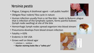 Yersinia pestis
• Plague, Category A biothreat agent – call public health!
• Obligate flea/ rodent/ flea cycle in nature
• Human infection usually from a rat flea bite - leads to Bubonic plague
that is infection of the lymphatic system, forms painful buboes
(lymph node swelling) at site of the bite
• Hemorrhagic lymph nodes spread organism into blood stream
• Pneumonia develops from blood stream infection
• Fatality >=50%
• Endemic in SW USA
• Grows well on blood agar
• catalase +, oxidase -
• Bipolar staining looks like a “safety pin”
 